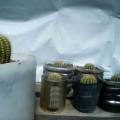 Vendo cactus bebés, c/u$  300!. Cel.: 2944149747.